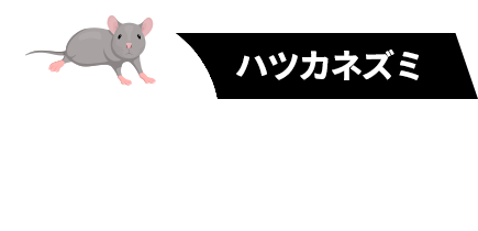 ハツカネズミ